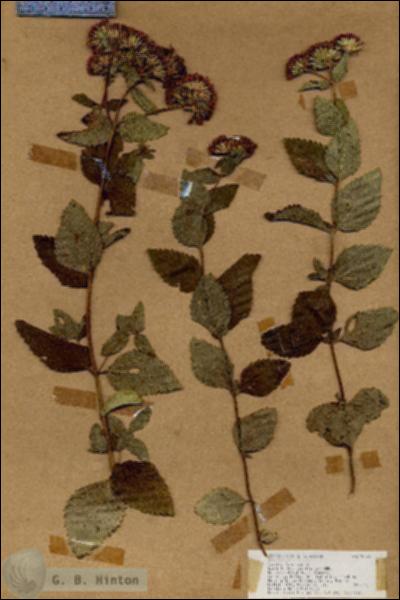 URN_catalog_HBHinton_herbarium_19073.jpg.jpg