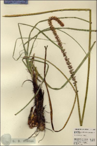 URN_catalog_HBHinton_herbarium_23283.jpg.jpg
