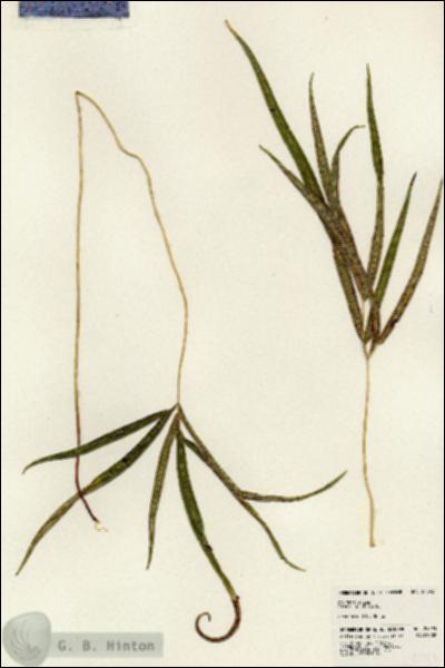 URN_catalog_HBHinton_herbarium_24593.jpg.jpg
