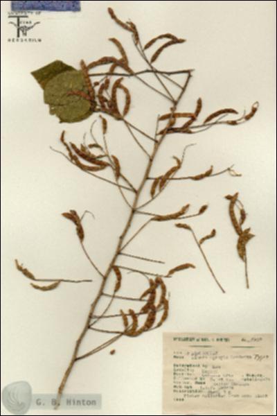 URN_catalog_HBHinton_herbarium_6907.jpg.jpg