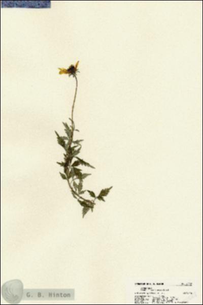 URN_catalog_HBHinton_herbarium_22588.jpg.jpg