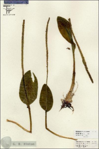 URN_catalog_HBHinton_herbarium_26784.jpg.jpg