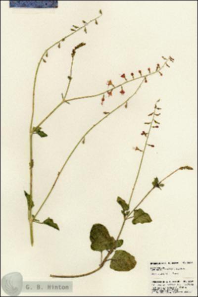 URN_catalog_HBHinton_herbarium_23690.jpg.jpg