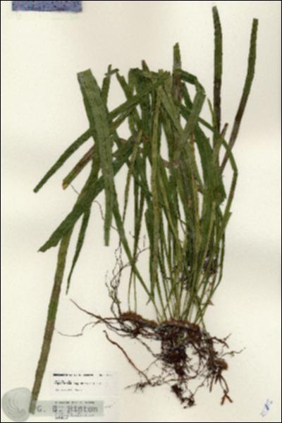 URN_catalog_HBHinton_herbarium_25115.jpg.jpg