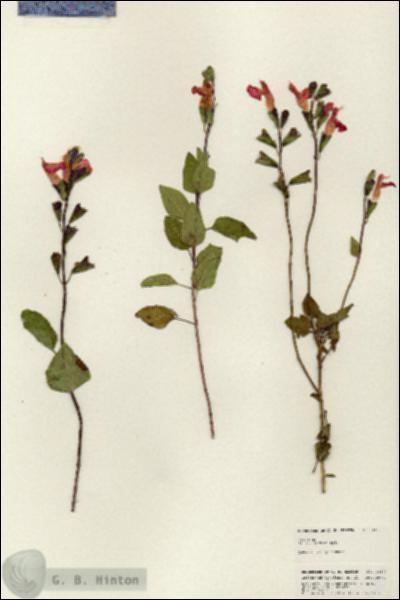 URN_catalog_HBHinton_herbarium_24877.jpg.jpg