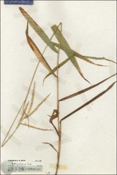 URN_catalog_HBHinton_herbarium_20052.jpg.jpg