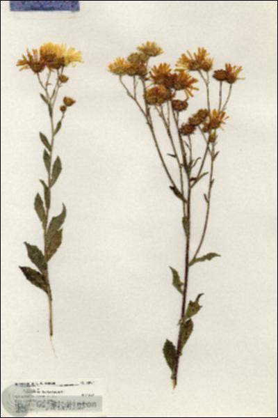 URN_catalog_HBHinton_herbarium_20904.jpg.jpg