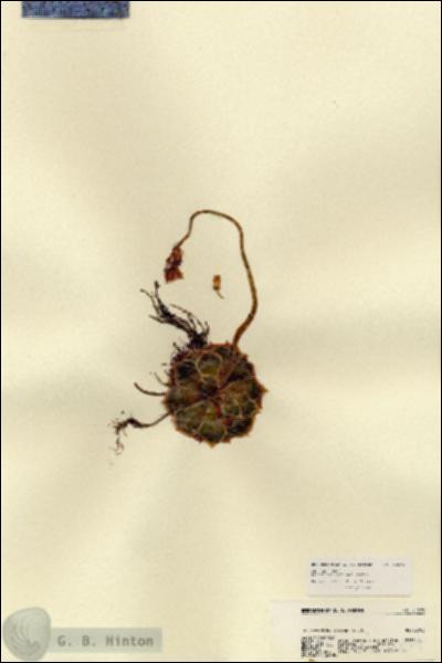 URN_catalog_HBHinton_herbarium_21879.jpg.jpg