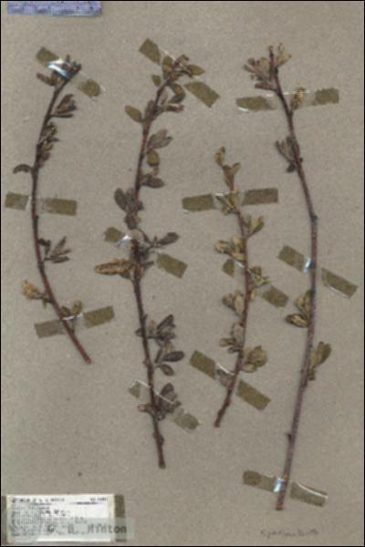 URN_catalog_HBHinton_herbarium_18201.jpg.jpg