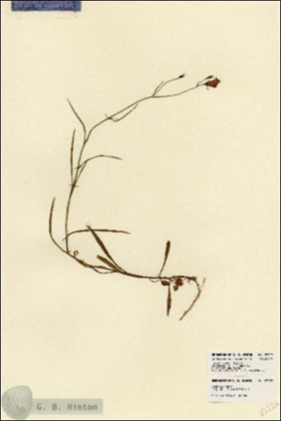 URN_catalog_HBHinton_herbarium_23522.jpg.jpg