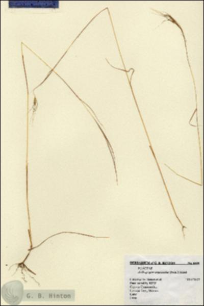URN_catalog_HBHinton_herbarium_6668.jpg.jpg