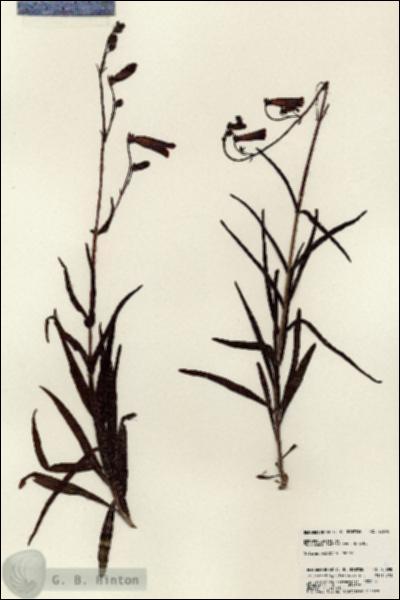 URN_catalog_HBHinton_herbarium_23698.jpg.jpg
