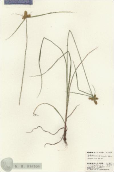URN_catalog_HBHinton_herbarium_23092.jpg.jpg