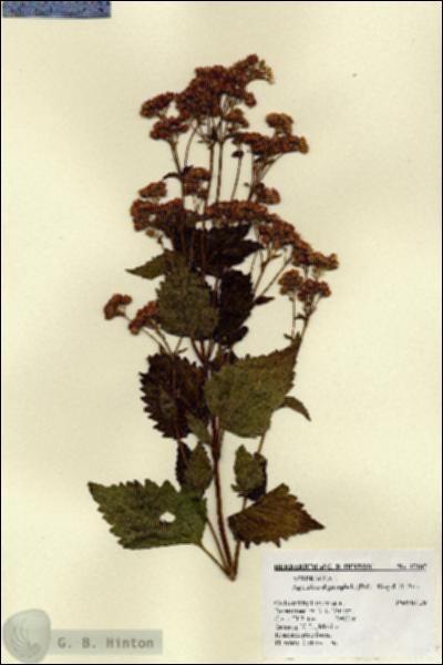 URN_catalog_HBHinton_herbarium_17187.jpg.jpg