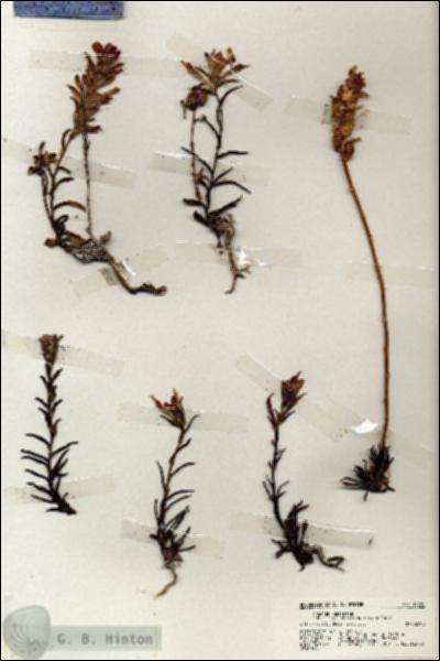 URN_catalog_HBHinton_herbarium_19306.jpg.jpg