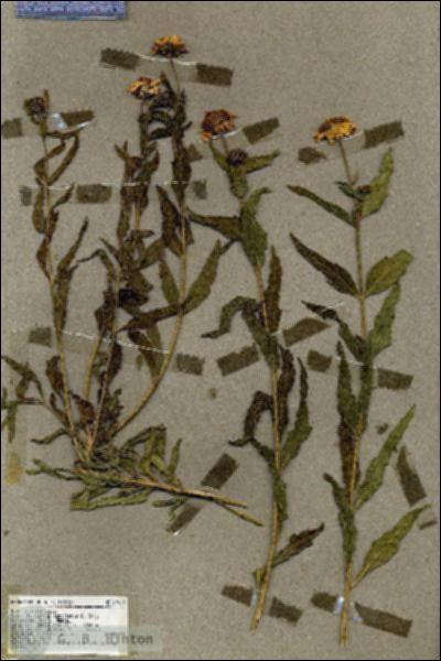 URN_catalog_HBHinton_herbarium_19413.jpg.jpg