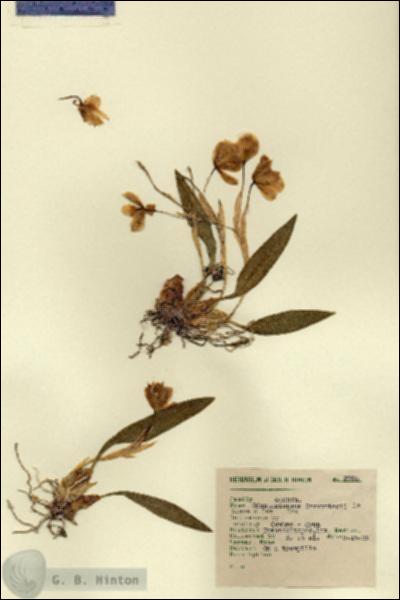 URN_catalog_HBHinton_herbarium_8980.jpg.jpg