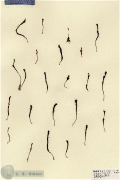 URN_catalog_HBHinton_herbarium_23243.jpg.jpg