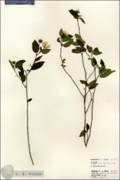URN_catalog_HBHinton_herbarium_24779.jpg.jpg