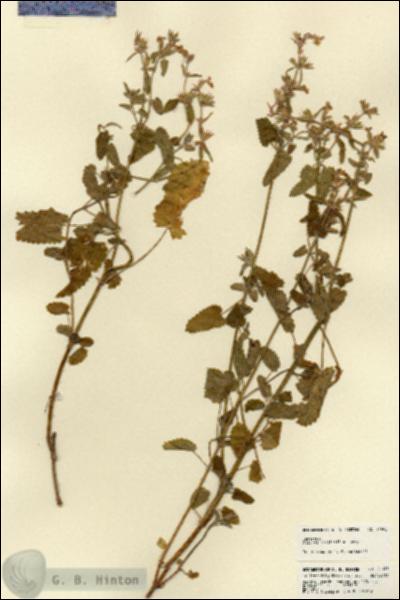 URN_catalog_HBHinton_herbarium_21993.jpg.jpg