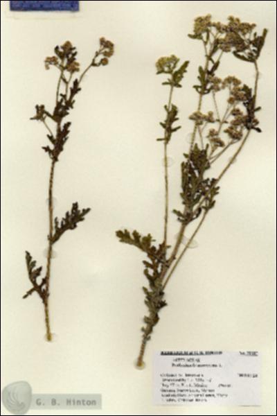 URN_catalog_HBHinton_herbarium_28282.jpg.jpg