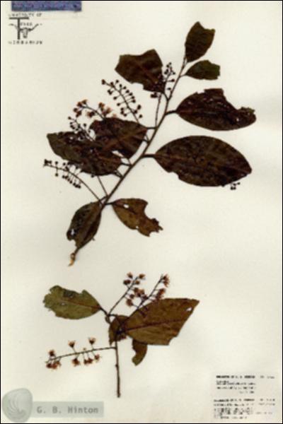 URN_catalog_HBHinton_herbarium_26430.jpg.jpg