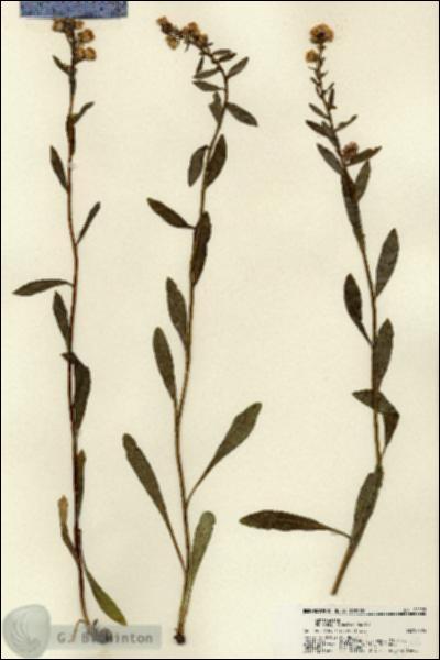 URN_catalog_HBHinton_herbarium_22298.jpg.jpg