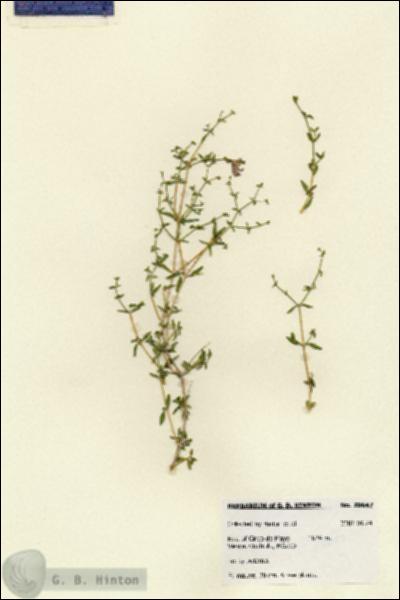 URN_catalog_HBHinton_herbarium_28647.jpg.jpg