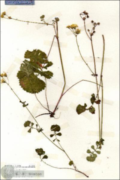 URN_catalog_HBHinton_herbarium_19195.jpg.jpg