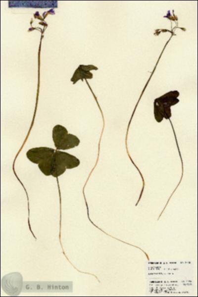 URN_catalog_HBHinton_herbarium_22238.jpg.jpg