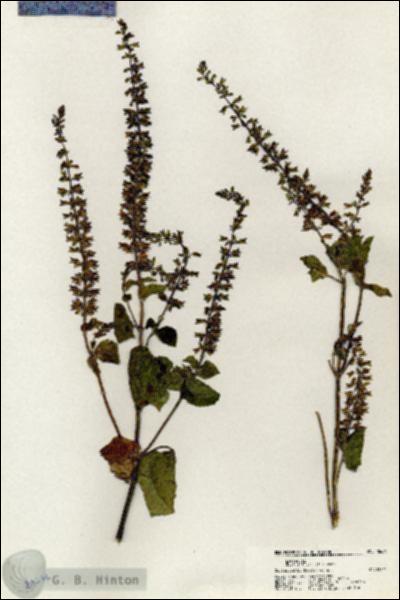 URN_catalog_HBHinton_herbarium_20636.jpg.jpg