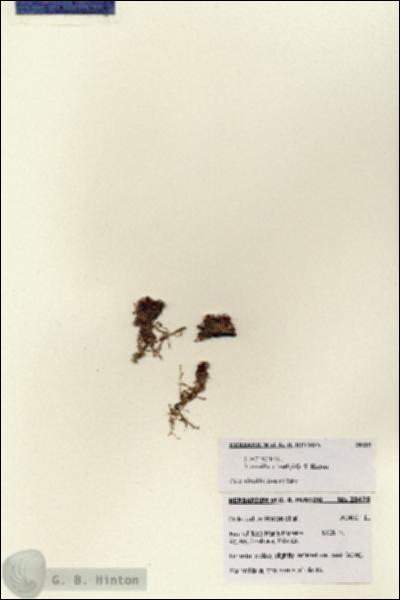 URN_catalog_HBHinton_herbarium_28425.jpg.jpg