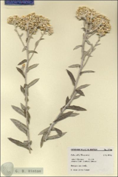 URN_catalog_HBHinton_herbarium_27764.jpg.jpg
