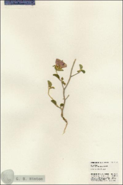 URN_catalog_HBHinton_herbarium_24747.jpg.jpg