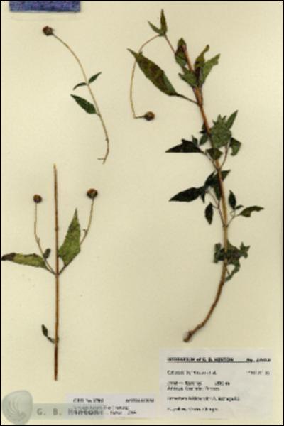 URN_catalog_HBHinton_herbarium_27813.jpg.jpg