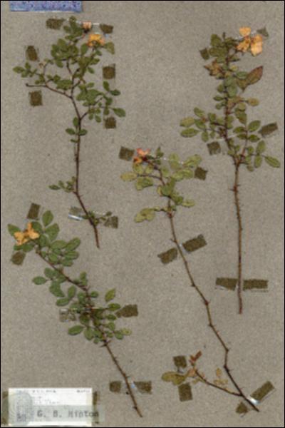 URN_catalog_HBHinton_herbarium_19151.jpg.jpg