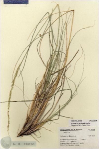 URN_catalog_HBHinton_herbarium_27295.jpg.jpg