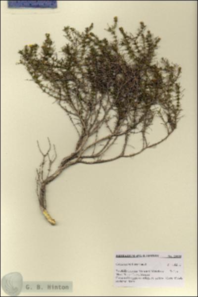URN_catalog_HBHinton_herbarium_28803.jpg.jpg