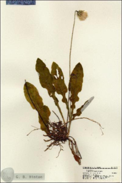 URN_catalog_HBHinton_herbarium_21203.jpg.jpg