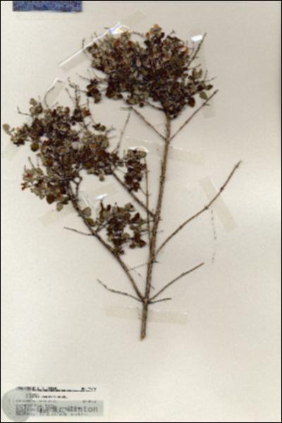 URN_catalog_HBHinton_herbarium_19649.jpg.jpg