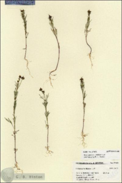 URN_catalog_HBHinton_herbarium_27413.jpg.jpg