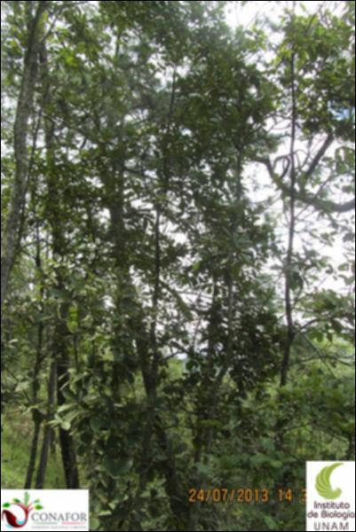 74333_S2_ARC_20130724_012_002.jpg.jpg