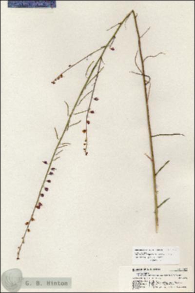 URN_catalog_HBHinton_herbarium_20477.jpg.jpg