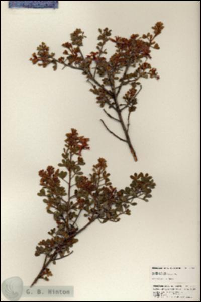 URN_catalog_HBHinton_herbarium_25159.jpg.jpg