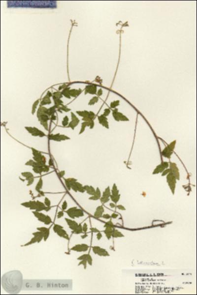 URN_catalog_HBHinton_herbarium_21410.jpg.jpg