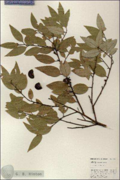 URN_catalog_HBHinton_herbarium_24899.jpg.jpg