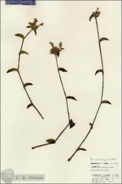 URN_catalog_HBHinton_herbarium_25328.jpg.jpg