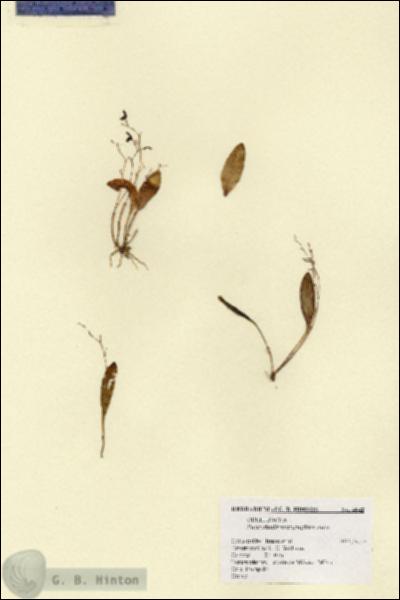 URN_catalog_HBHinton_herbarium_4642.jpg.jpg