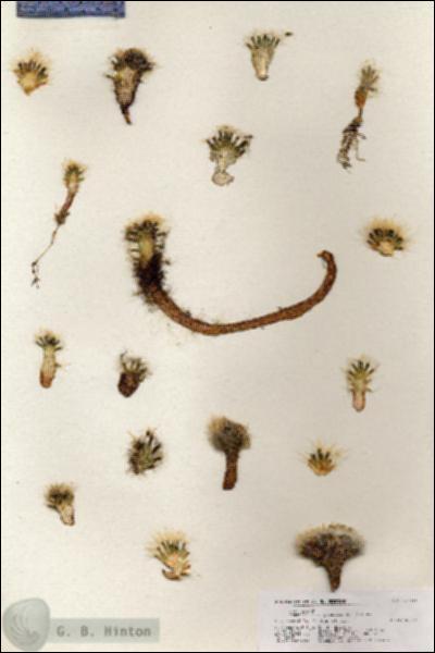 URN_catalog_HBHinton_herbarium_21016.jpg.jpg
