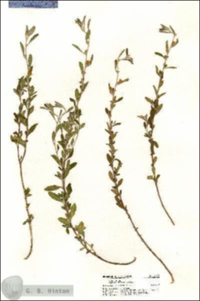 URN_catalog_HBHinton_herbarium_20797.jpg.jpg